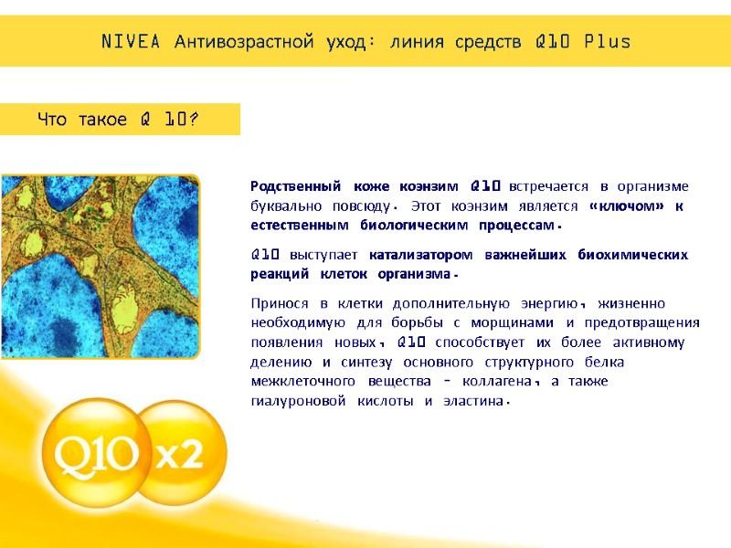 Родственный коже коэнзим Q10 встречается в организме буквально повсюду. Этот коэнзим является «ключом» к